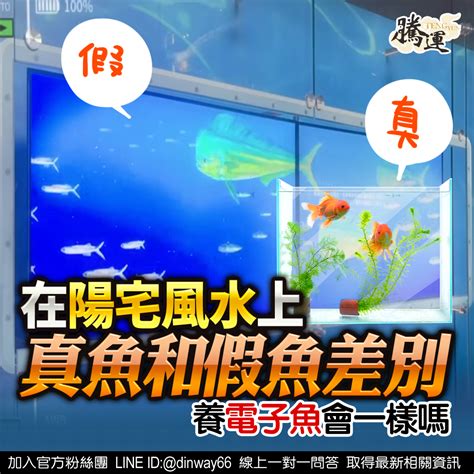 魚缸不養魚可以養什麼